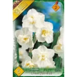 Narcise/ Narcissus Cheerfulness (5buc)