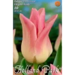 Lalele/ Tulipa lily flowered Elegant Lady (10buc)