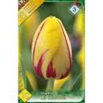 Lalele/ Tulipa single late La Courtine  (10buc)