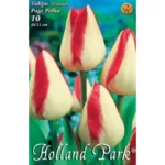 Lalele/ Tulipa triumph Page Polka (10buc)