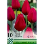 Lalele/ Tulipa single late Kingsblood (10buc)