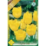 Lalele/ Tulipa fringed Crystal Star  (10buc)