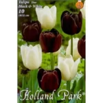 Lalele/ Tulipa duo Black&White (10buc)
