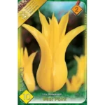 Lalele/ Tulipa lily flowered West Point (10buc)
