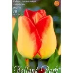 Lalele/ Tulipa darwin hybrid Amerikan Dream (10buc)