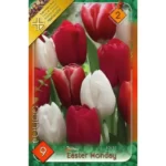 Lalele/ Tulipa Trio Easter Monday (9buc)