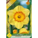 Narcise/ Narcissus Delibes  (5buc)