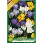 Crocus Large Flowering mixed (8buc)