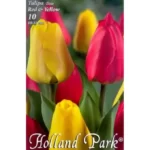 Lalele/ Tulipa duo Red&Yellow (10buc)