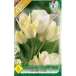 Lalele/ Tulipa multiflowered Candy Club (6buc)