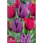Lalele/ Tulipa duo Red&Purple (10buc)