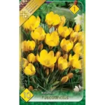 Crocus Fuscotinctus (10buc)