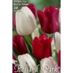 Lalele/ Tulipa duo Red&White (10buc)