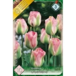 Lalele/ Tulipa viridiflora Groenland (10buc)