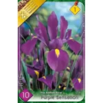 Iris hollandica Purple Sensation