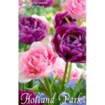 Lalele/ Tulipa duo double Purple&Pink (8buc)