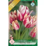 Lalele/ Tulipa multiflowered Flaming Club  (6buc)
