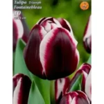 Lalele/ Tulipa Fontainebleau (8buc)