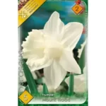 Narcise/ Narcissus Mount Hood (5buc)