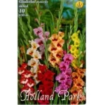 Gladiolus Butterfly mix