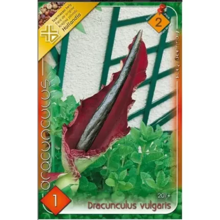 Dracunculus Vulgaris