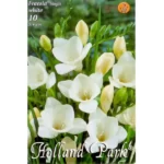 Fresia single white