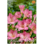 Fresia single pink