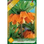 Fritillaria imperialis Aurora (1buc)