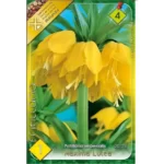 Fritillaria imperialis Maxima Lutea (1buc)