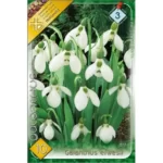 Galanthus elwesii (10buc)