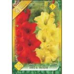 Gladiolus Duo Red & Yellow