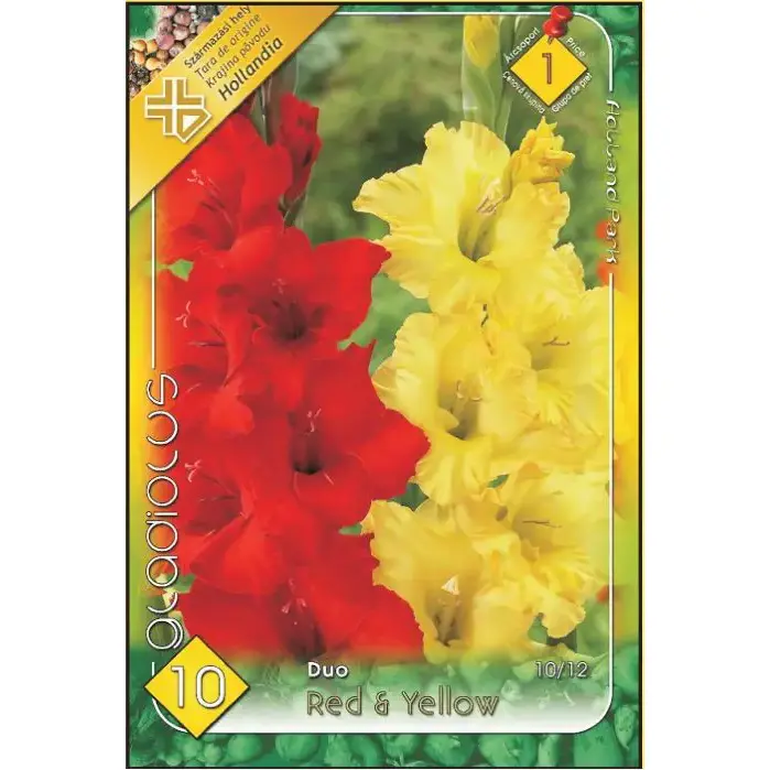 Gladiolu-Duo-red-yellow Gladiolus Duo Red & Yellow