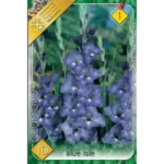 Gladiolus Blue Isle