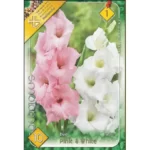 Gladiolus Duo Pink & White