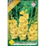 Gladiolus Nova Lux