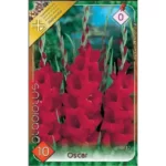 Gladiolus Oscar