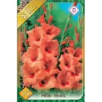 Gladiolus Peter Pears (10buc)