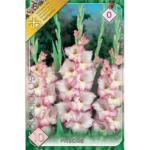 Gladiolus Priscilla
