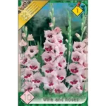 Gladiolus Wine and Roses