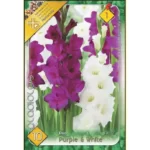 Gladiolus Duo Purple & White