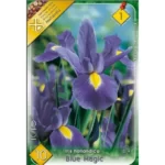 Iris hollandica Blue Magic