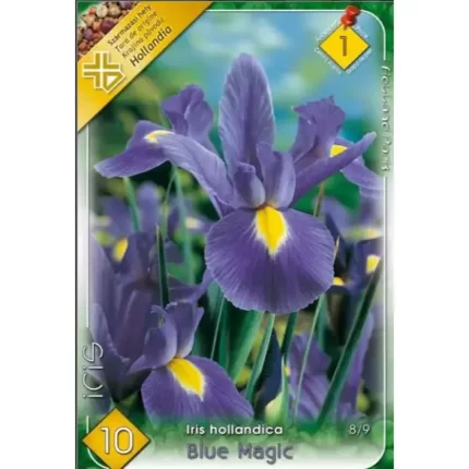 Iris hollandica Blue Magic