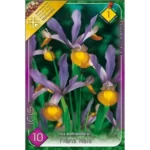Iris hollandica Frans Hals