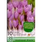 Crocus kotschyanus (10buc)