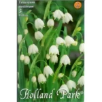 Leucojum aestivum (5buc)