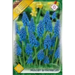Muscari armeniacum (10buc)