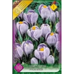 Crocus vernus Pickwick (10buc)