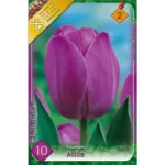 Lalele/ Tulipa triumph Attila (10buc)