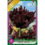 Lalele/ Tulipa parrot Black Parrot (8buc)