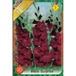 Gladiolus Black Surprise